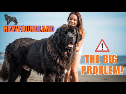 Видео: 10 вещей, которые нужно знать, прежде чем завести ньюфаундленда (ОБЯЗАТЕЛЬНО К ПРОСМОТРУ!) #newfo...