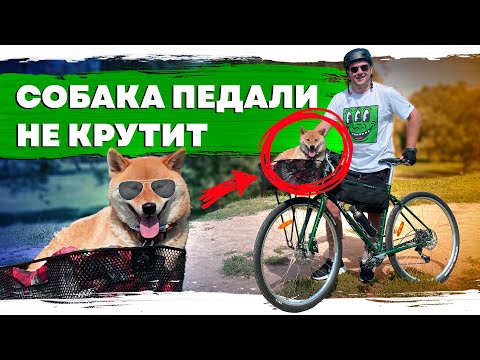 Видео: Катаемся по городу с собакой | Велосипед в городе №2