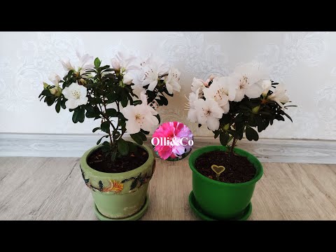 Видео: АЗАЛИЯ, АЗАЛИИ, AZALEAS КАК ПОДРОСЛИ и ЦВЕТУТ ЧЕРЕНКИ АЗАЛИЙ  ЗИМНИЕ КОЛОКОЛЬЧИКИ #azaleas