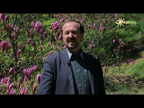 Видео: Магнолія: основні поради по вирощуванню