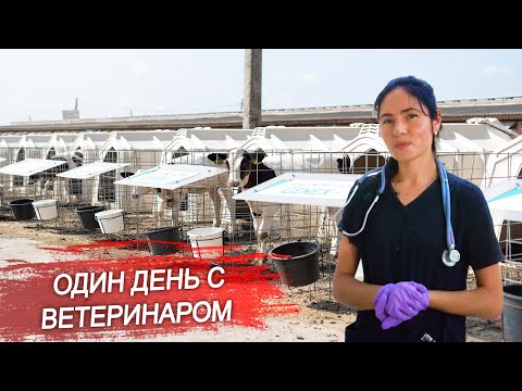Видео: Один день с ветеринаром. Как проходят рабочие будни ветеринарного врача?