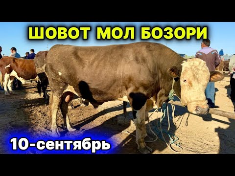 Видео: ХОРАЗМ ШОВОТ МОЛ БОЗОРИ 10-сентября 2025 г.