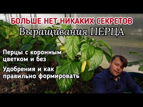 Видео: ПЕРЕЦ - с коронным цветком и без, ЕСТЬ ЛИ РАЗНИЦА? Правила формирования и основные удобрения