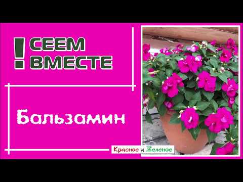 Видео: Посев БАЛЬЗАМИНА для начинающих. Все тонкости и нюансы.