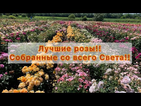 Видео: Лучшие розы собраны со всего света!!Наслаждайтесь просмотром!!!!