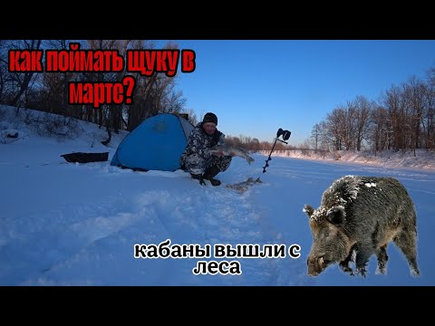 Видео: КАК ПОЙМАТЬ ЩУКУ В МАРТЕ НА РЕКЕ? РЫБАЛКА НА ЖЕРЛИЦЫ ОТ ПЕТРОВА. ОПАСНАЯ ВСТРЕЧА С КАБАНАМИ.