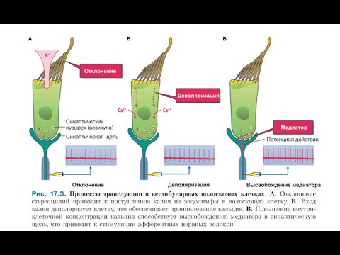 Видео: Чувство равновесия
