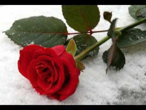 Видео: Веня Д'ркин (Александр Литвинов) - Камень верности