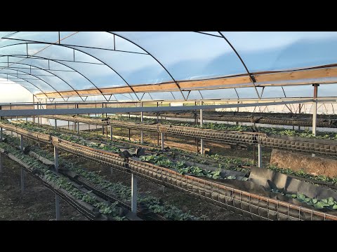 Видео: 2/20КЛУБНИКА на СТЕЛЛАЖАХ.