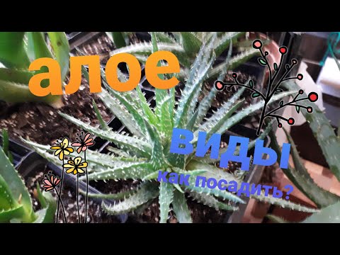 Видео: Виды алоэ, как размножить алоэ, грунт для алоэ