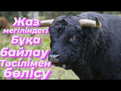 Видео: Жаз мезгіліндегі Бұқа байлау тәсілімен бөлісу