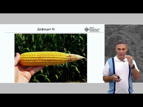 Видео: Силосная кукуруза: система питания, расчёт норм NPK и биологическое питание | Сергий Ризанов