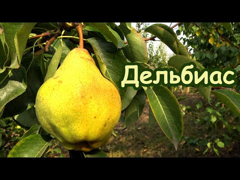 Видео: Груша ДЕЛЬБИАС