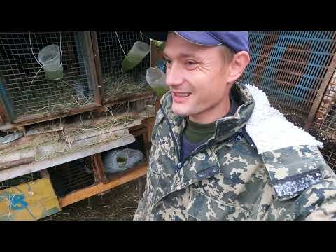 Видео: Знову у нас продаж кроликів. Попит є