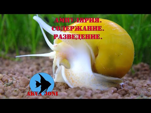 Видео: Ампулярия. Содержание. Разведение.