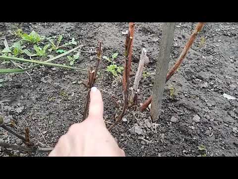 Видео: Три группы обрезки клематисов весной, чем отличаются кусты!