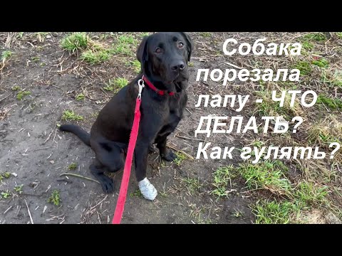 Видео: Если собака порезала лапу - как обрабатывать, как гулять|Наш лабрадор ViaLador