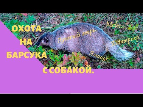 Видео: Охота на барсука с собакой.