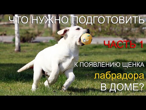 Видео: 🐾 📝🐕 Что нужно подготовить к появлению щенка лабрадора в доме? ЧАСТЬ 1