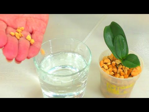 Видео: Маленькую Орхидею спас от смерти мох Сфагнум. Новый грунт для реанимашки... Какой???