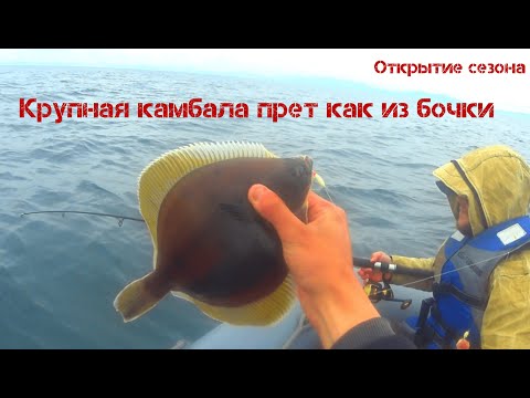 Видео: Камбала. Мощный клёв. Ловля камбалы во Владивостоке.