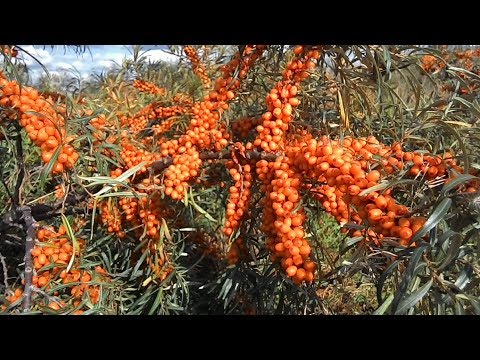 Видео: Алтайская облепиха.