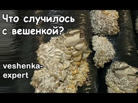 Видео: Конденсат на примордиях вешенки. Как правильно увлажнять камеру выращивания, чтобы не было скачков