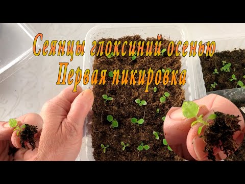 Видео: Первая пикировка осенних сеянцев Глоксиний