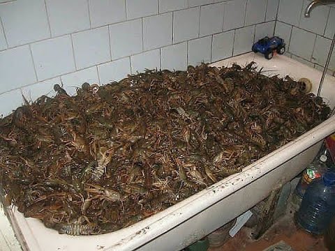 Видео: СТОЛЬКО РАКОВ Я ЕЩЕ НЕ ЛОВИЛ! ЛОВЛЯ РАКОВ НА РАКОЛОВКИ // Лучший способ словить раков ! Жор РАКОВ