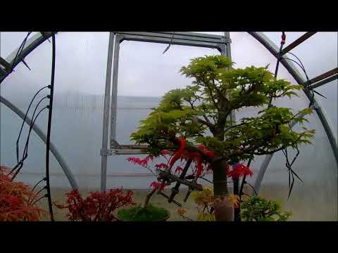 Видео: Бонсай немного о клёнах формирование весна 2025 год