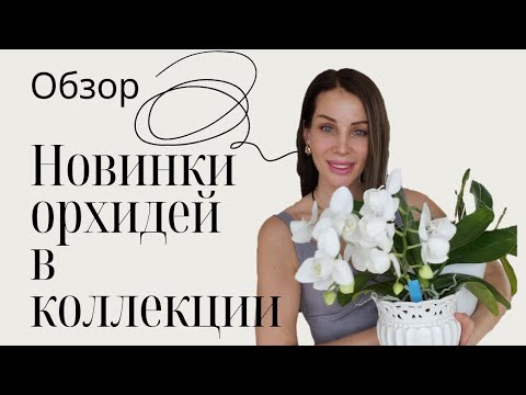 Видео: WOW! НОВИНКИ! Новые сорта орхидей пополнили коллекцию. | 4 K Video |