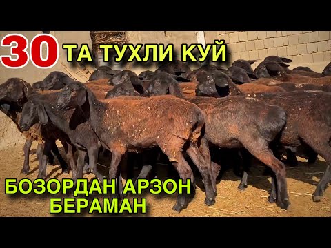 Видео: ТУХЛИ КУЙЛАР СОТИЛАДИ! 7 НОЯБРЯЬ КАШКАДАРЁ ГУЗОР ТУХЛИ КУЙЛАРИ 2025.