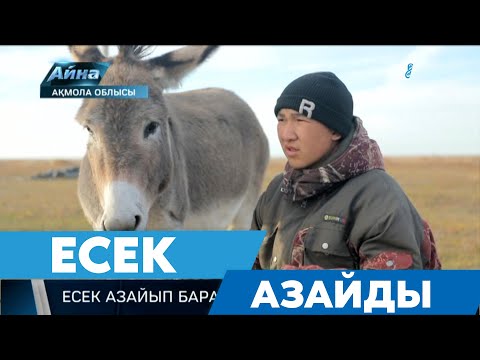 Видео: ЕСЕК АЗАЙДЫ