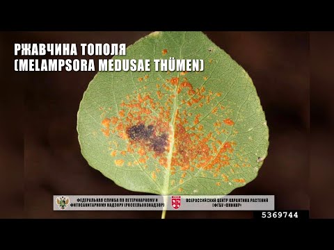 Видео: Ржавчина тополя (Melampsora medusae Thümen)