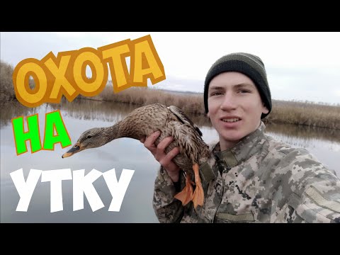 Видео: как я ходил с подсадными охота с пневматикой на утку