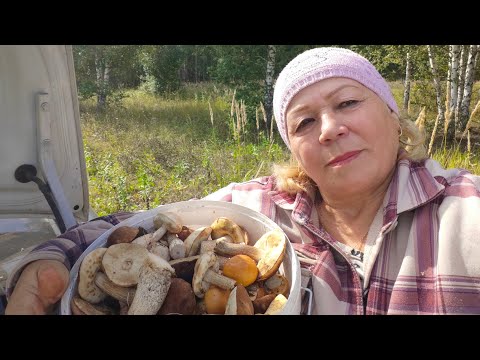 Видео: В лес за грибами //Нарвалась на грибы.🍄‍🟫🍄‍🟫🍄‍🟫 
