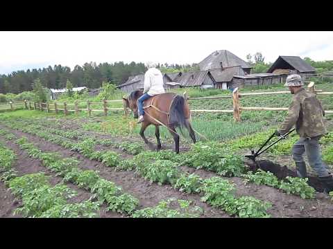 Видео: Окучиваем