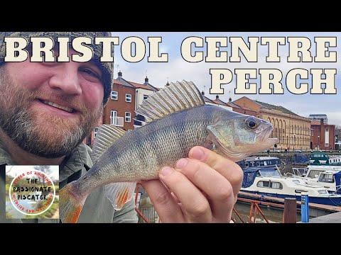 Видео: Ловля окуня с глубины 23 футов — рыбалка в бассейне Батерст в центре Бристоля