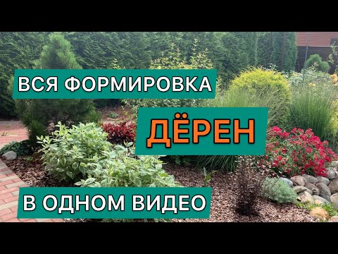 Видео: Формировка дёрена белого сорт Элегантиссима | Cornus alba Elegantissima #дневниксадовода #кустарник