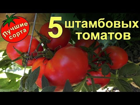 Видео: Штамбовые урожайные томаты (лучшие сорта томатов)