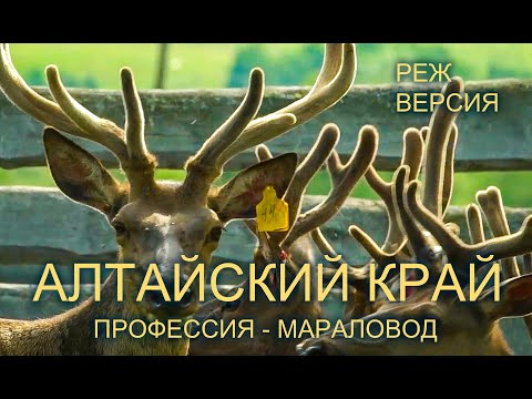 Видео: Алтай, мараловоды. Режиссерская версия.