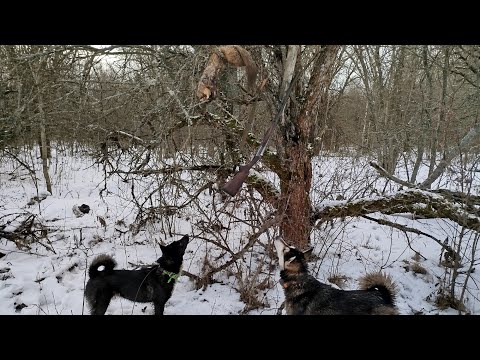 Видео: Первая куница с лайкой/ работа,слежка и добыча без выстрела/