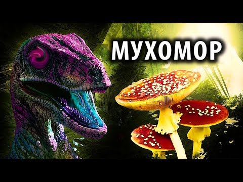 Видео: МУХОМОР: Исследования, Реальные Эффекты