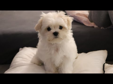 Видео: Самый милый мальтийский щенок - Веселая первая неделя в новом доме 🏠