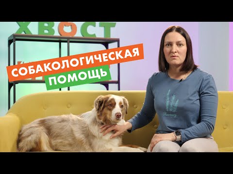 Видео: Что такое КАНИСТЕРАПИЯ, и как она помогает людям с разными болезнями