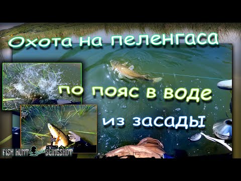 Видео: Охота на пеленгаса-по пояс в воде-из засады-с рогатки