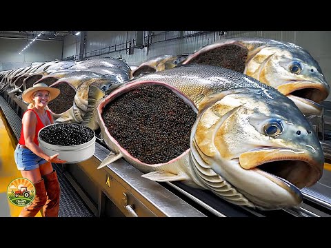 Видео: Как выращивают и обрабатывают икру осетровых рыб – удивительное и самое дорогое производство икры