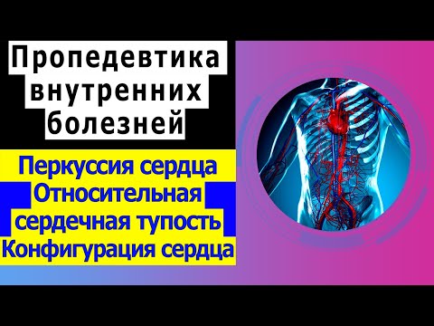 Видео: Пропедевтика внутренних болезней | Перкуссия сердца | Относительная сердечная тупость
