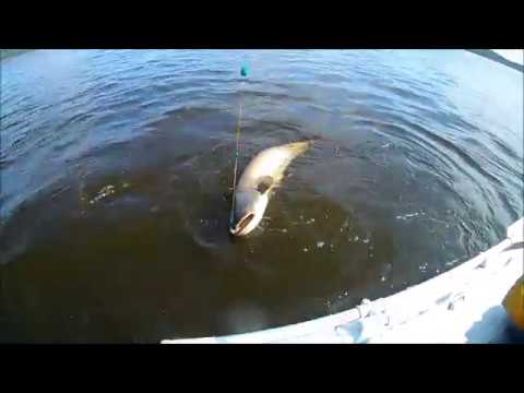 Видео: Трофейный Сом на Каме