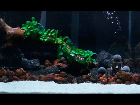 Видео: Запуск аквариума креветки Сулавеси/Start aquarium shrimp sulawesi tanks